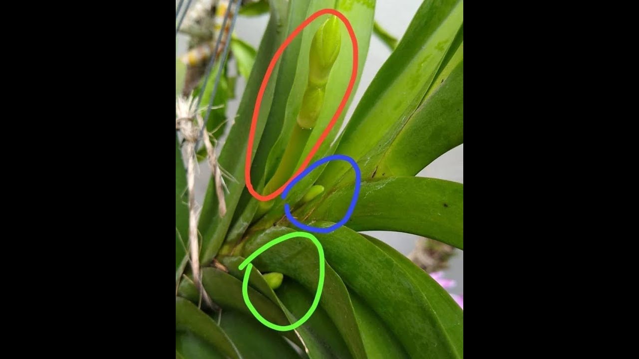 MINHA VANDA E SUAS TRÊS HASTES FLORAIS... NEM EU ACREDITEI KKKK