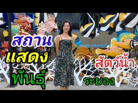 Ep.1สถานแสดงพันธุ์สัตว์น้ำ พิพิธภัณฑ์สัตว์น้ำ จังหวัดระยอง เป็นอีกแห่งหนึ่ง ที่น่าไปเที่ยวชม