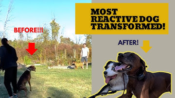 Most Reactive Dog we