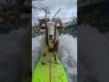 #goat #surfing