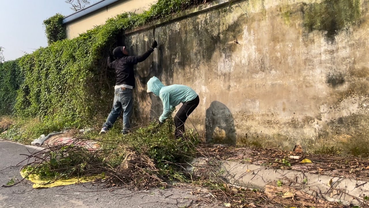 Clearing Overgrown Weeds and Vines from Sidewalks and Walls Around the Hospital for a Clean Look.