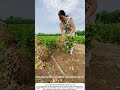 Hand‑Pulling Peanuts – A Hidden Bounty Underground 🥜🧑‍🌾
