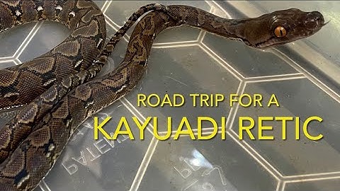 SNAKES: Kayuadi dwarf Reticulated Python , road trip to pair up my snakes!