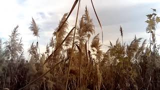 Село Весёлое -Сочи, декабрь