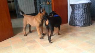 Bebe Malinois : Premier jour (chez son maitre)