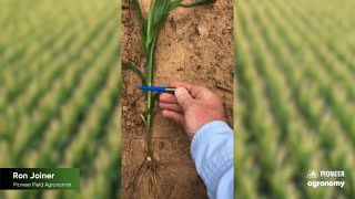 Determining Growth Stages in Corn