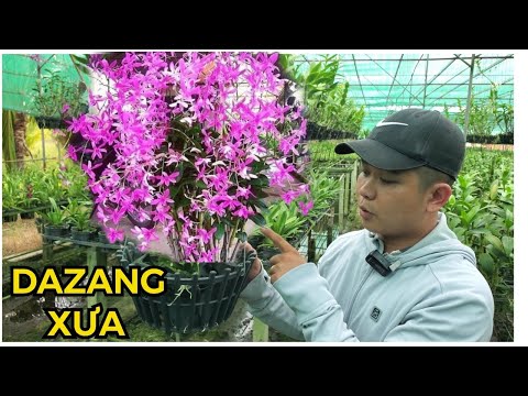 Video DAZANG XƯA CHẬU THIẾT KẾ: GIÁ SỐC 250 NGÀN... - youtube