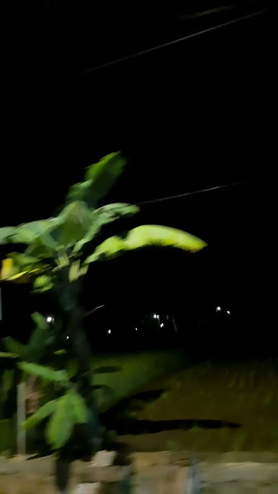 Suasana Sawah Di Malam Hari