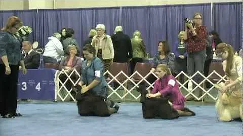 Junior Showmanship - 2013 ASC Flushing Spaniel Show