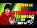 Курятник без отопления. Замерзнут ли куры.