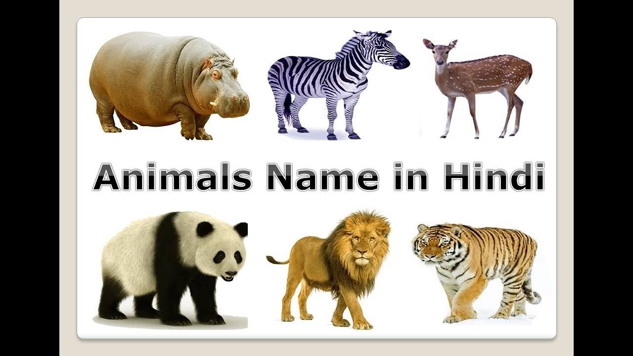Animals Name in Hindi ,जानवरों के नाम हिन्दी भाषा में - YouTube