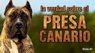 Presa Canario El Perro Definitivo O El Dueño De Tu Hipoteca?