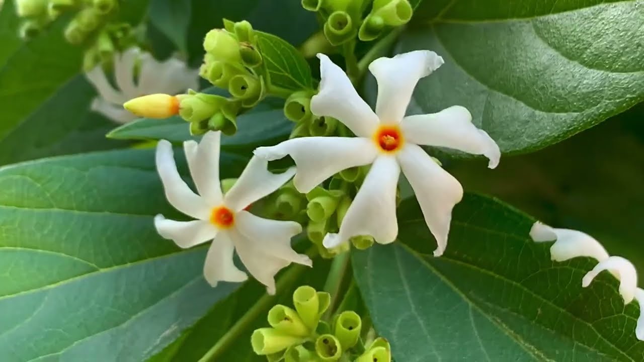 Healing Properties, Sacred Uses & Natural Fragrance of Parijat plant 