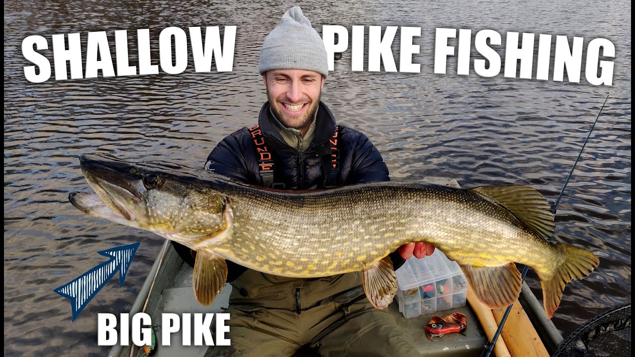 CROCODILES in shallow bay!