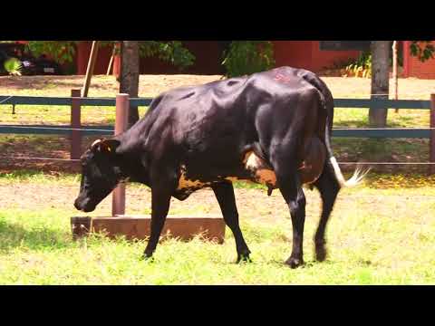 LOTE 54   VINGANÇA JEDI E AMEIXA JEDI