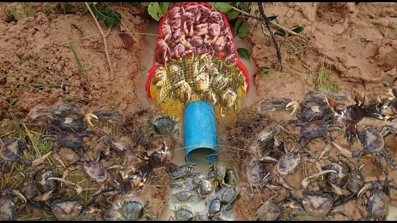 Awesome Crab Trap! Cute Girl Catch A Lot Of Crabs Using PVC Pipe And Basket Deep Hole Trap