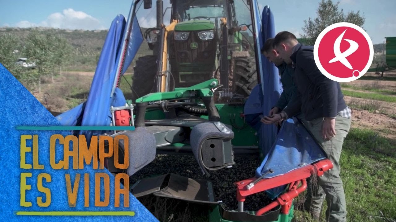 Pistoletazo de salida a la campaña de aceituna | El campo es vida