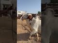 #cow #lifeisbutadream #islamicarchitecture #shortsfeed #animals