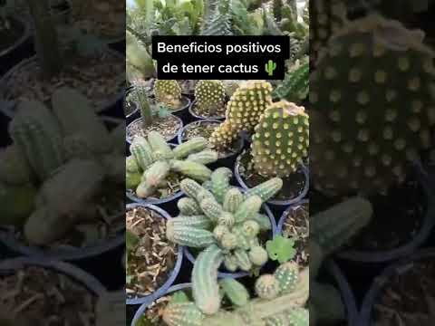 Vídeo: Plantes suculentes de sirena: informació sobre plantes suculentes de cua de sirena