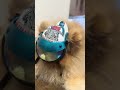 @Pikanain62 beaux gosse impressionnant la petite stars #pourtoi #dog #creation #impression3d