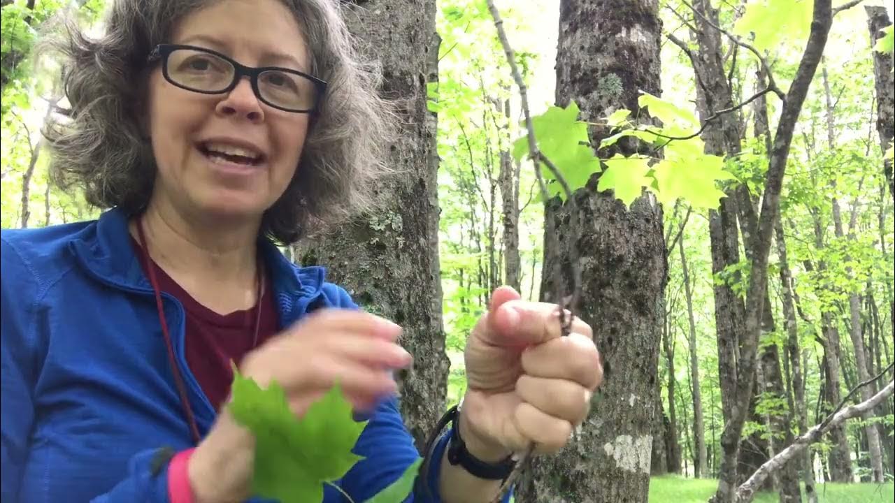 Acer Saccharum sugar Maple YouTube acer-saccharum-sugar-maple-youtube