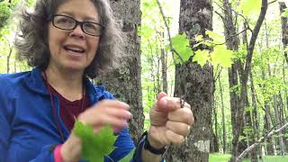 Acer saccharum (sugar maple)