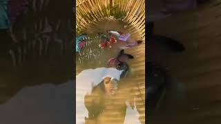 Amazing Wild Betta Fish Rescue: Catching and Releasing Beautiful Fish