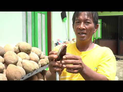 Cara TANAM BUAH SAPOTE SAWO RAKSASA