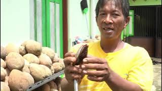 Cara TANAM BUAH SAPOTE SAWO RAKSASA