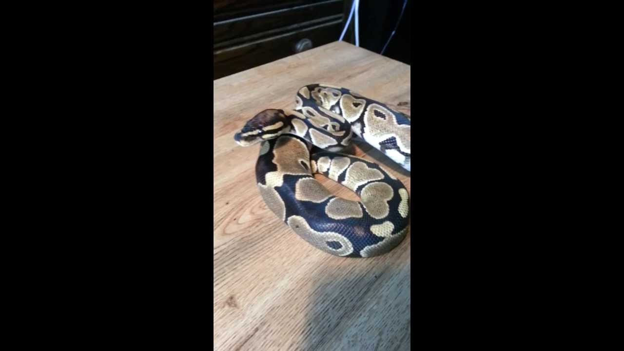 python class SnakeHouseBxl - Update 0.1 norm.het Vpi Axanthic