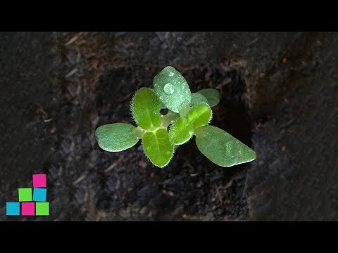 Video: Kaip kalis padeda augalams augti?