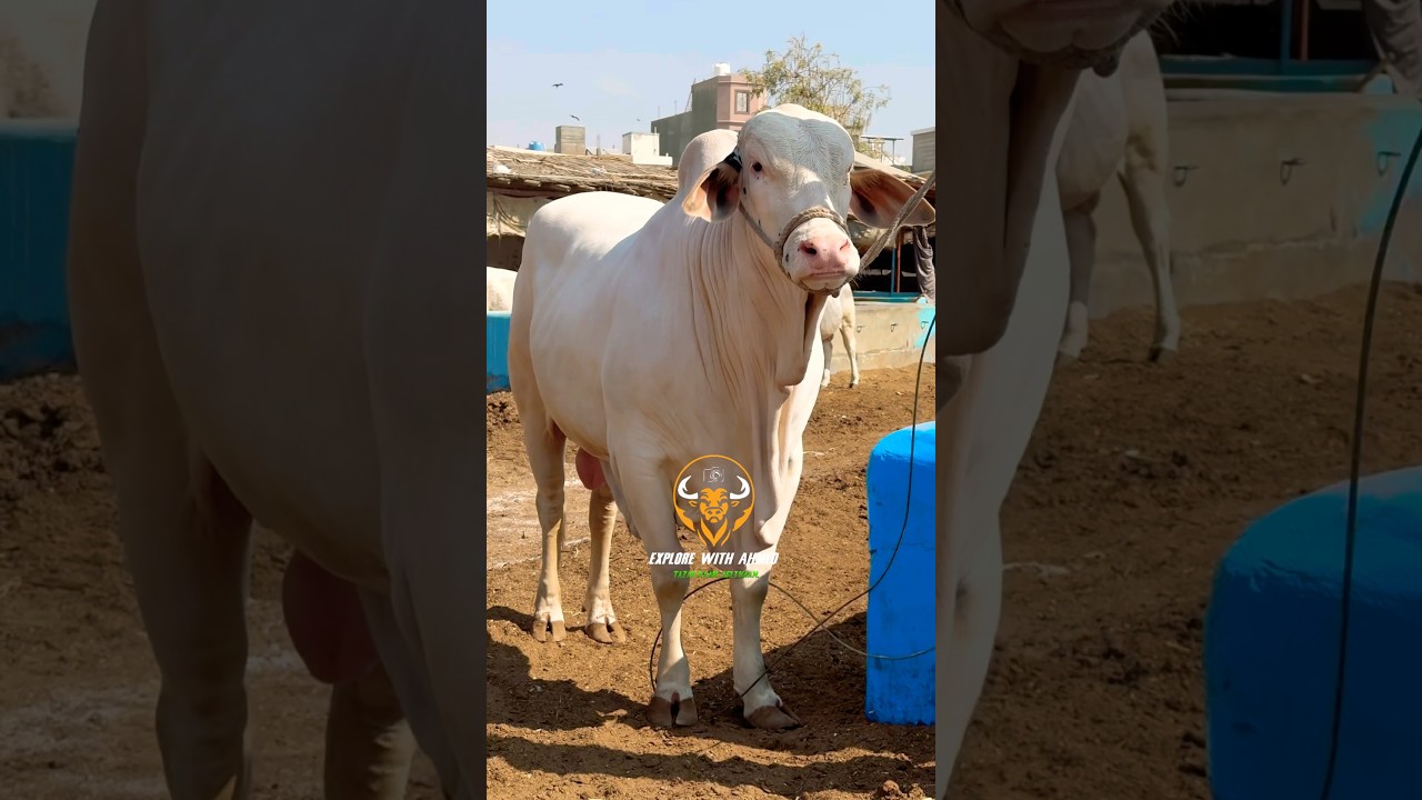 Karachi Cow Mandi😍Jameel Memon Mandi | Malir Cow Mandi |Multan Mandi 