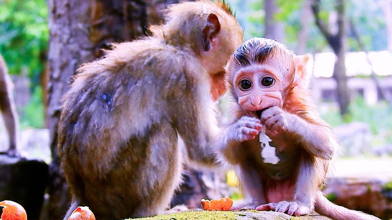 A little monkey needs food