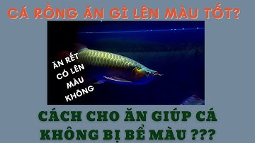 NUÔI CÁ RỒNG: CÁ RỒNG ĂN GÌ ĐỂ LÊN MÀU ????