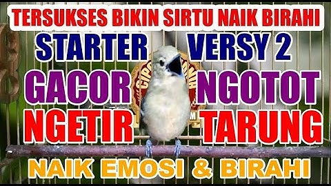 Starter Versy 2 : Pancingan & Terapi Sirtu Cipoh Naik Birahi Ngetir Gacor Ngotot Tarung Mental Baja