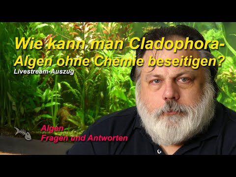 Wie kann ich Cladophora-Algen ohne Chemie beseitigen?