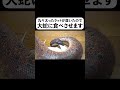丸々太ったラットが届いたので大蛇に食べさせます