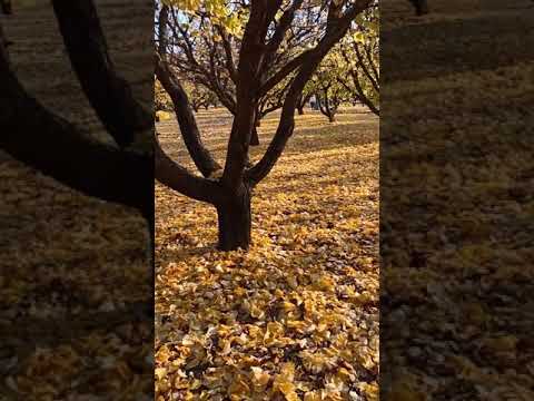 SALİHLİ KAYISI BAHÇELERİ