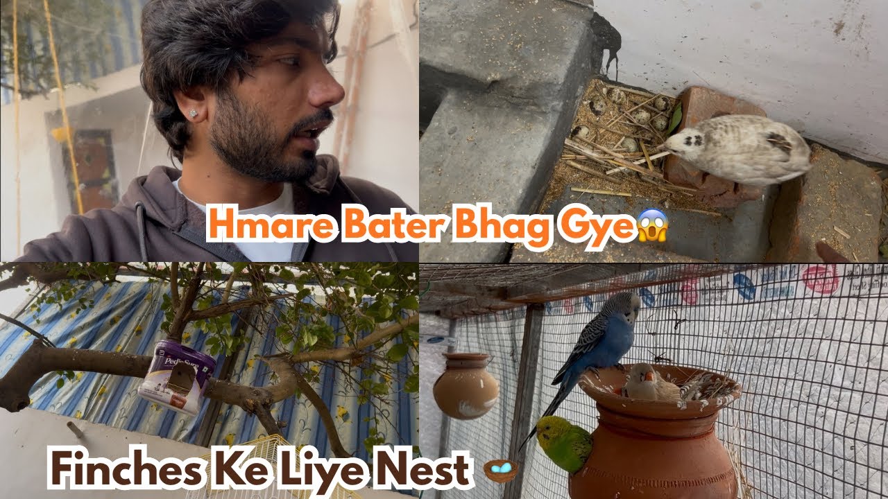 Aaj Banaya finches ka liye bhot pyara Nest 🪺😍