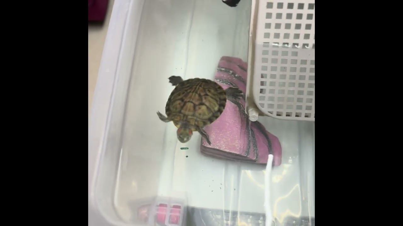 What I feed my red eared slider turtles | Daily diet & feeding