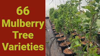 Our 66 Mulberry Tree Varieties