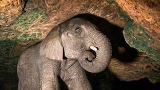 The Cave Elephants of Uganda & Africa’s Most Bizarre Wonders!