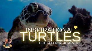 Inspirational Turtle & Tortoise 🐢 - Cute & Funny Compilation 😂💯 Aww Cute