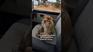 This story will warm you heart #wholesome #animals #wildlife #nature #shorts