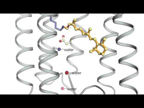 Bacteriorhodopsin