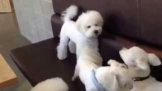 Video Kavı Ayırıp Fırça Atan Köpek