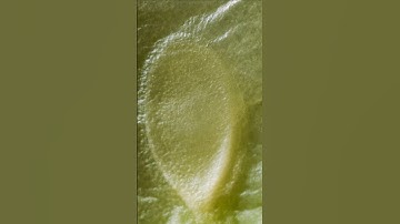 Can you guess what this macro photo is? Day 440