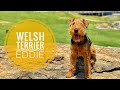 Eddie the WelshTerrier