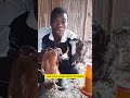 P4 3 techniques  utiliser  pour faire un meilleur engraissement des poulets goliath