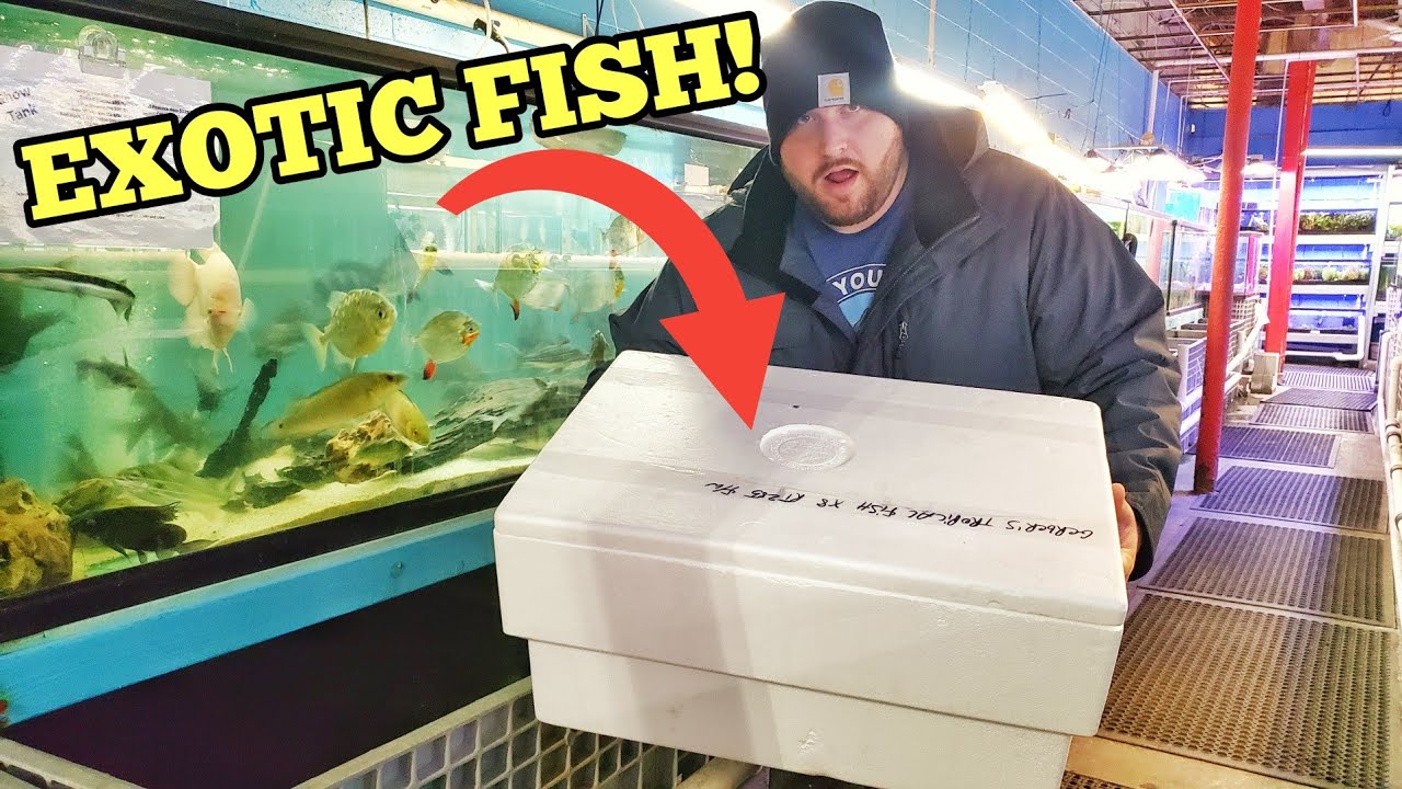Buying EXOTIC FISH From HUGE FISH Store (BIGGEST EVER!) YouTube